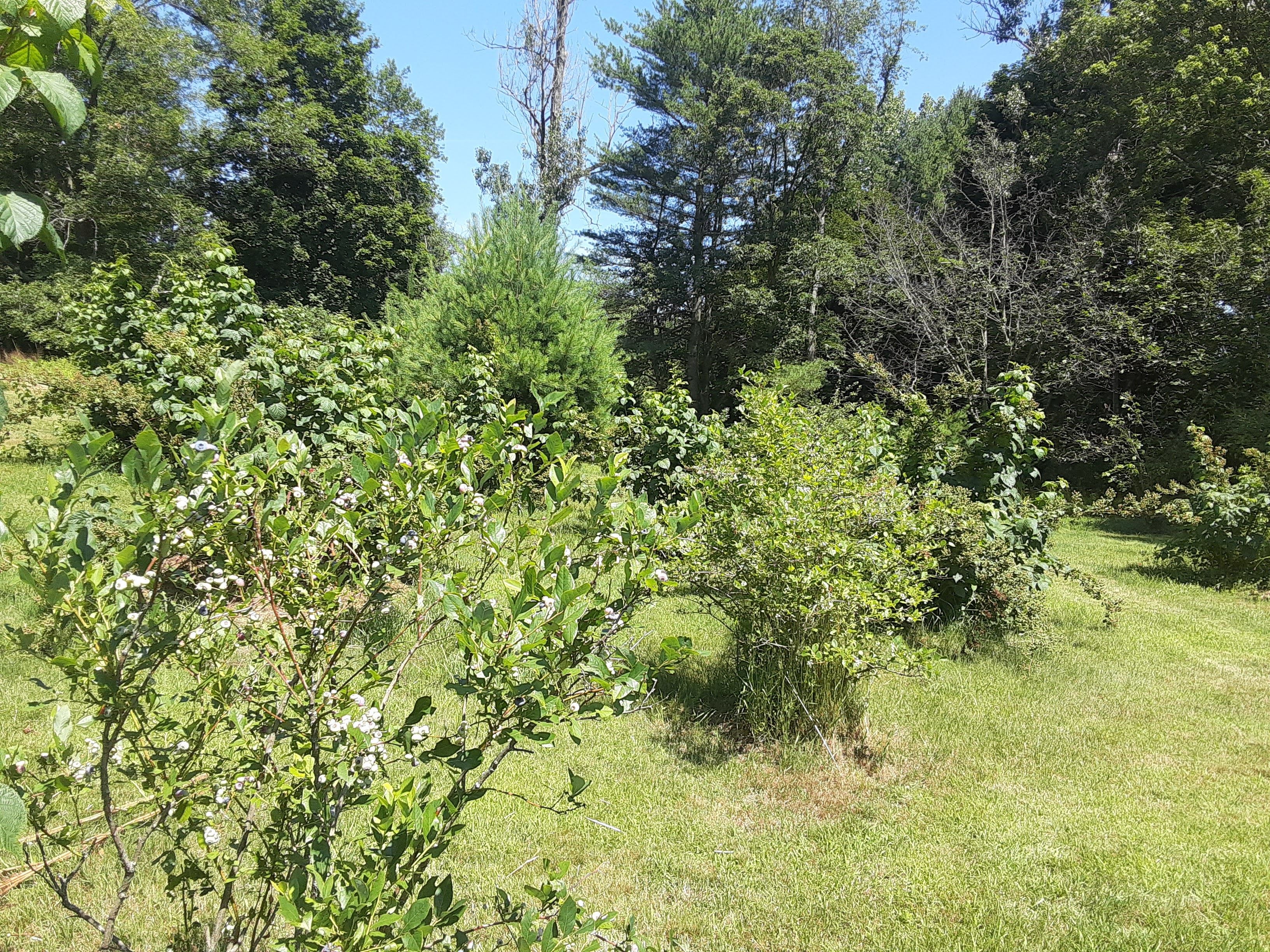 Paisatge natural amb arbres i arbustos diversos, una zona enjardinada i cel serè.