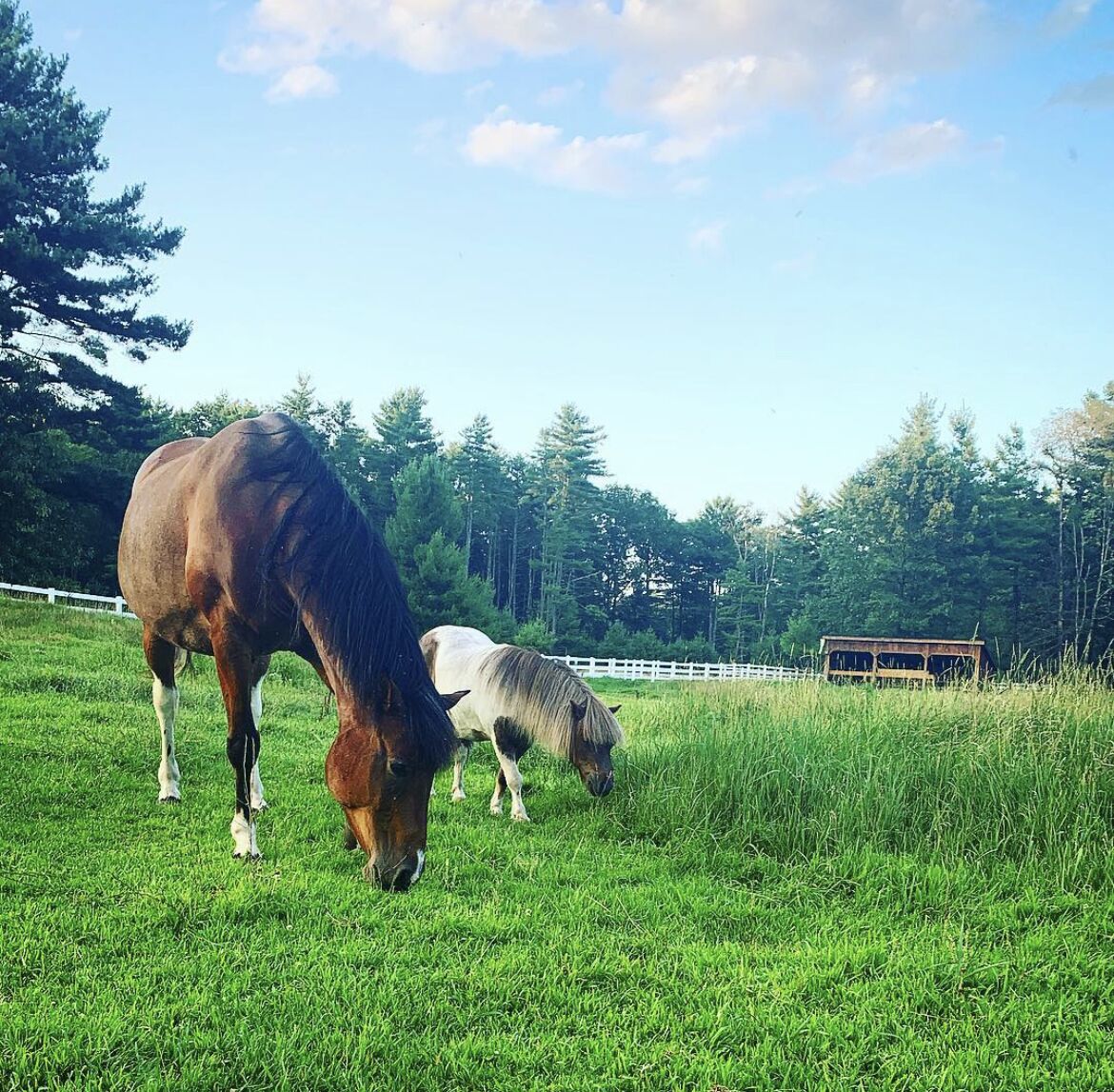 A horse grazing in a grassy field with a white fence and trees in the background.