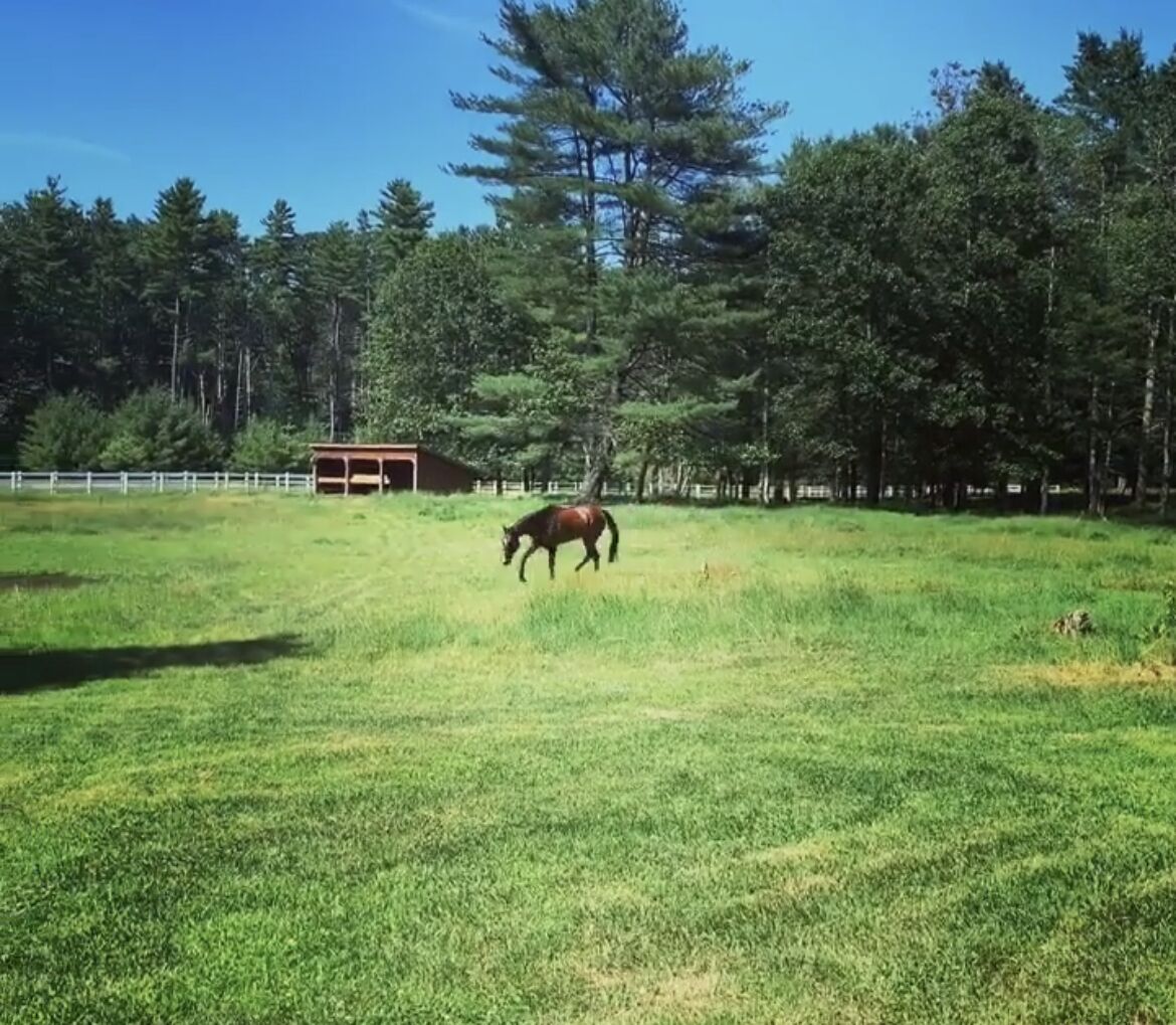 Un caballo pastando en un campo cubierto de hierba, con una construcción de madera al fondo.