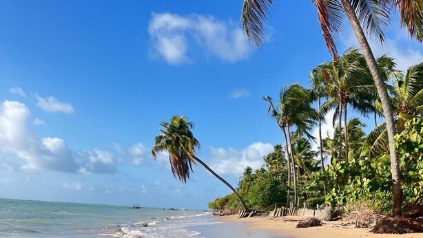 A beach with clear blue water, palm trees, and a sandy shore.