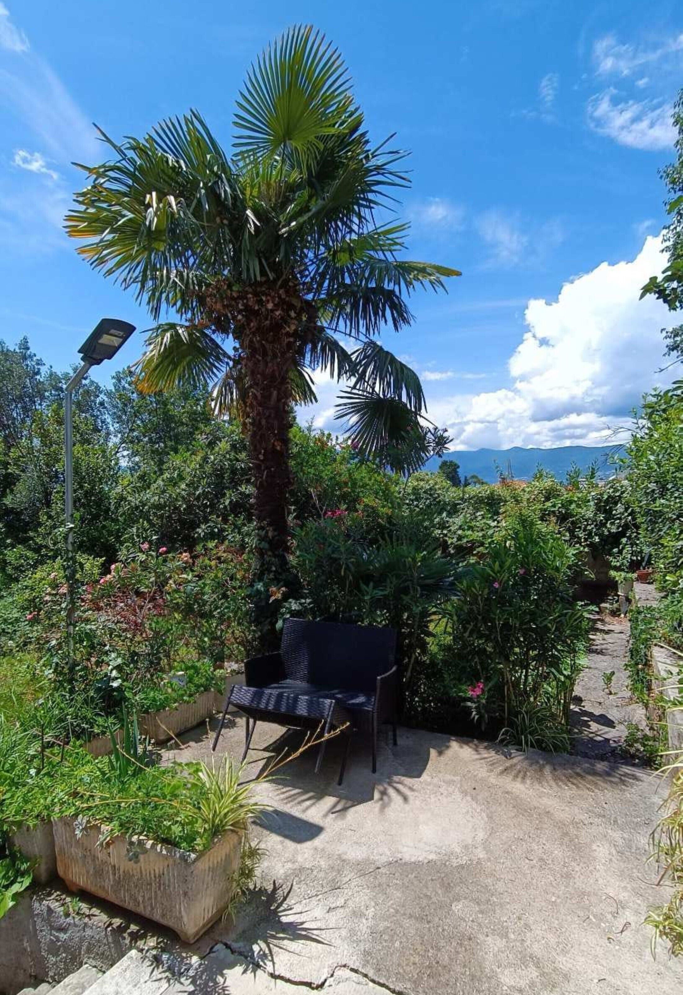 A garden with a palm tree, a black chair, and a concrete pathway.
