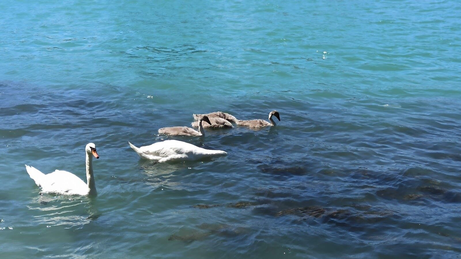 Un groupe de cygnes nage dans une étendue d’eau.