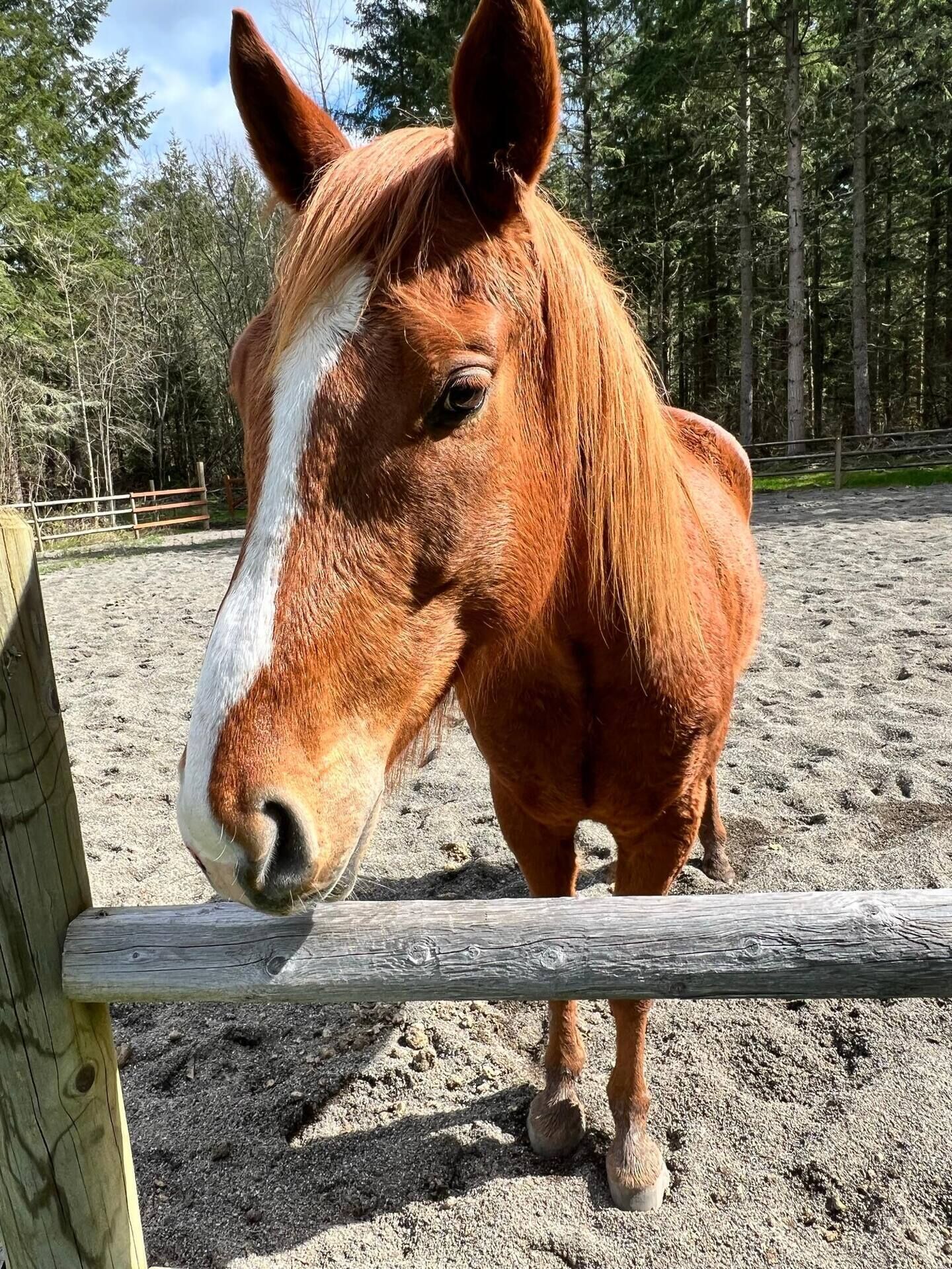 A horse standing behind a wooden fence in a sandy area with trees in the background.
