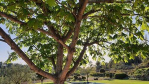 Un sendero bordeado de árboles que lleva a una zona de piscina con césped y cielo despejado.