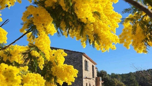 Un edificio de piedra con un cielo azul despejado y árboles con flores amarillas al frente.