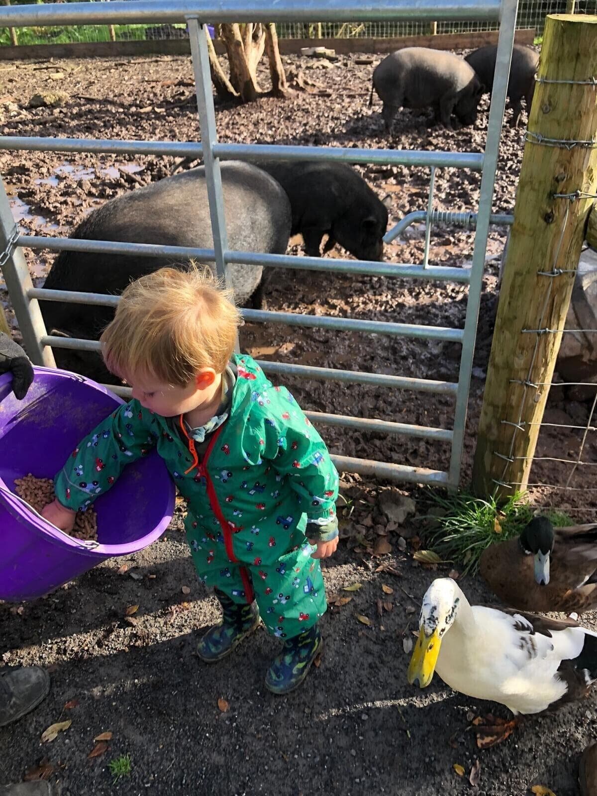 Un enfant, vêtu d’une tenue verte et tenant un seau violet, se tient près d’une clôture. On aperçoit des cochons et des canards en arrière-plan.