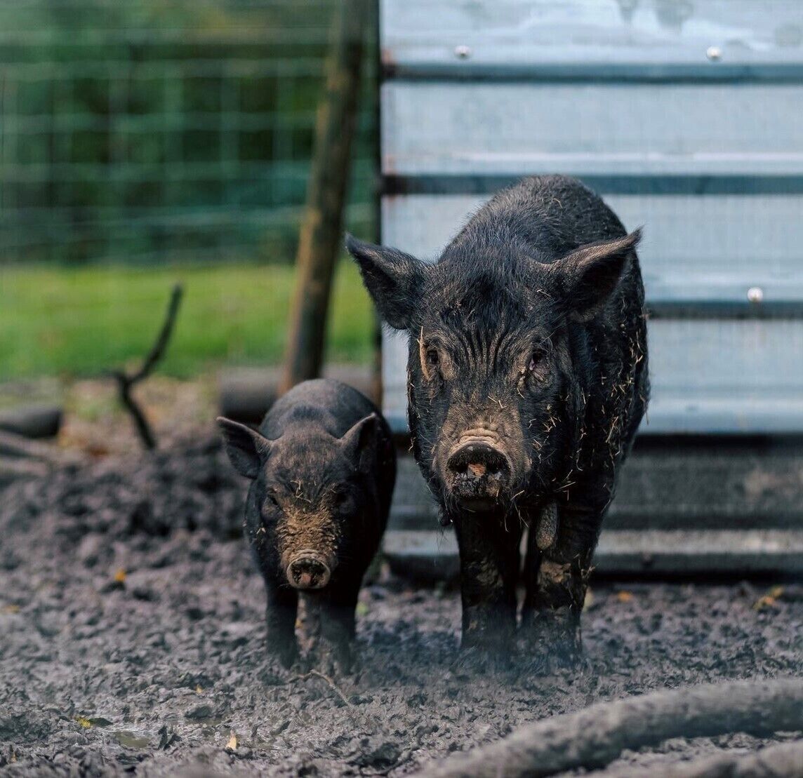 Two pigs standing on a muddy ground with a metal structure in the background.