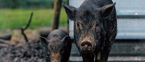 Two pigs standing on a muddy ground with a metal structure in the background.