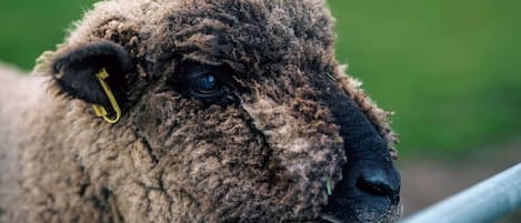 A close-up of a sheep's head with a yellow ear tag.