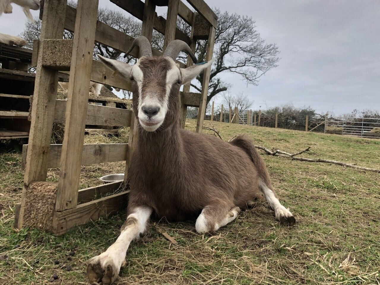 A goat lying on grass next to a wooden structure.