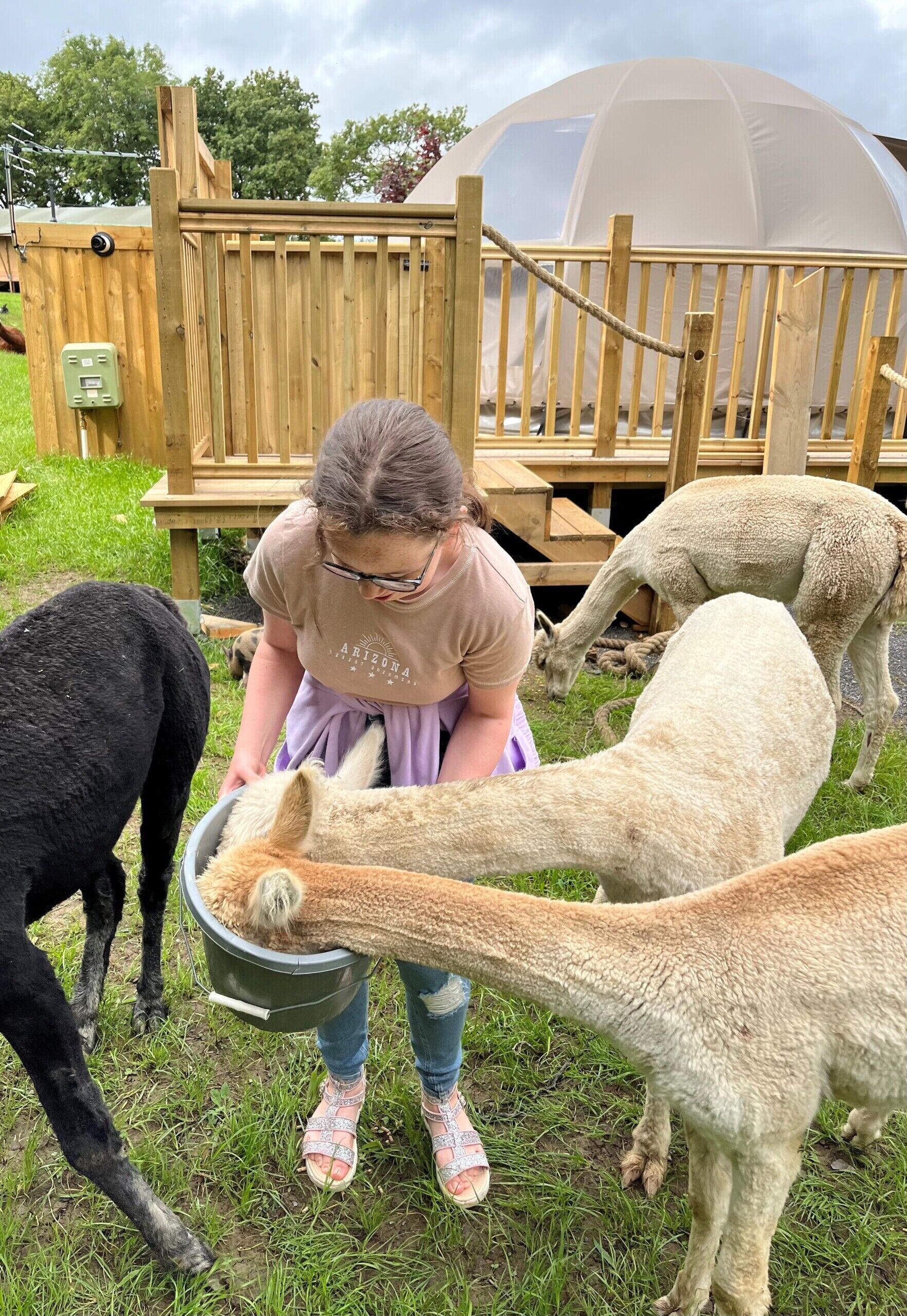 A person feeding animals near a wooden fence and a large tent.