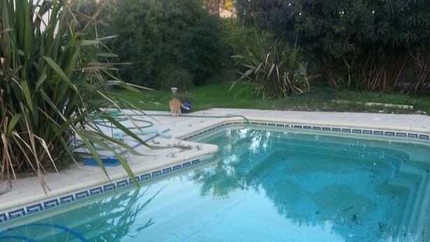 Une piscine rectangulaire avec un bord carrelé et un tuyau bleu.