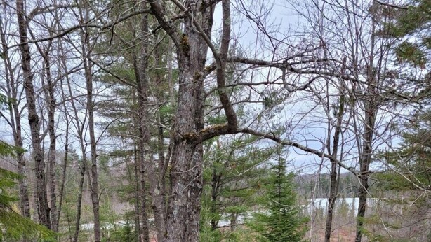 A wooden deck with a green railing overlooking a forested area with trees and a lake in the background. - Peaceful Cavalier Townhome #2 Near Lake Owen (Cable)