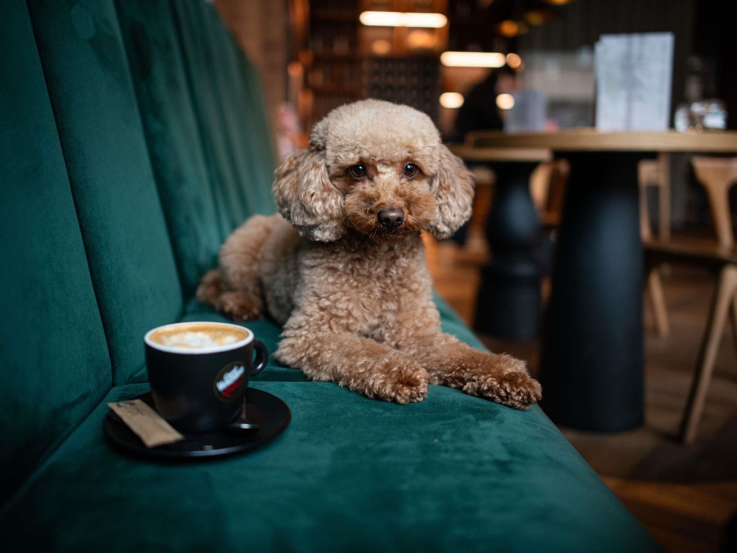 A small, curly-haired dog sitting on a green couch with a cup of coffee beside it.