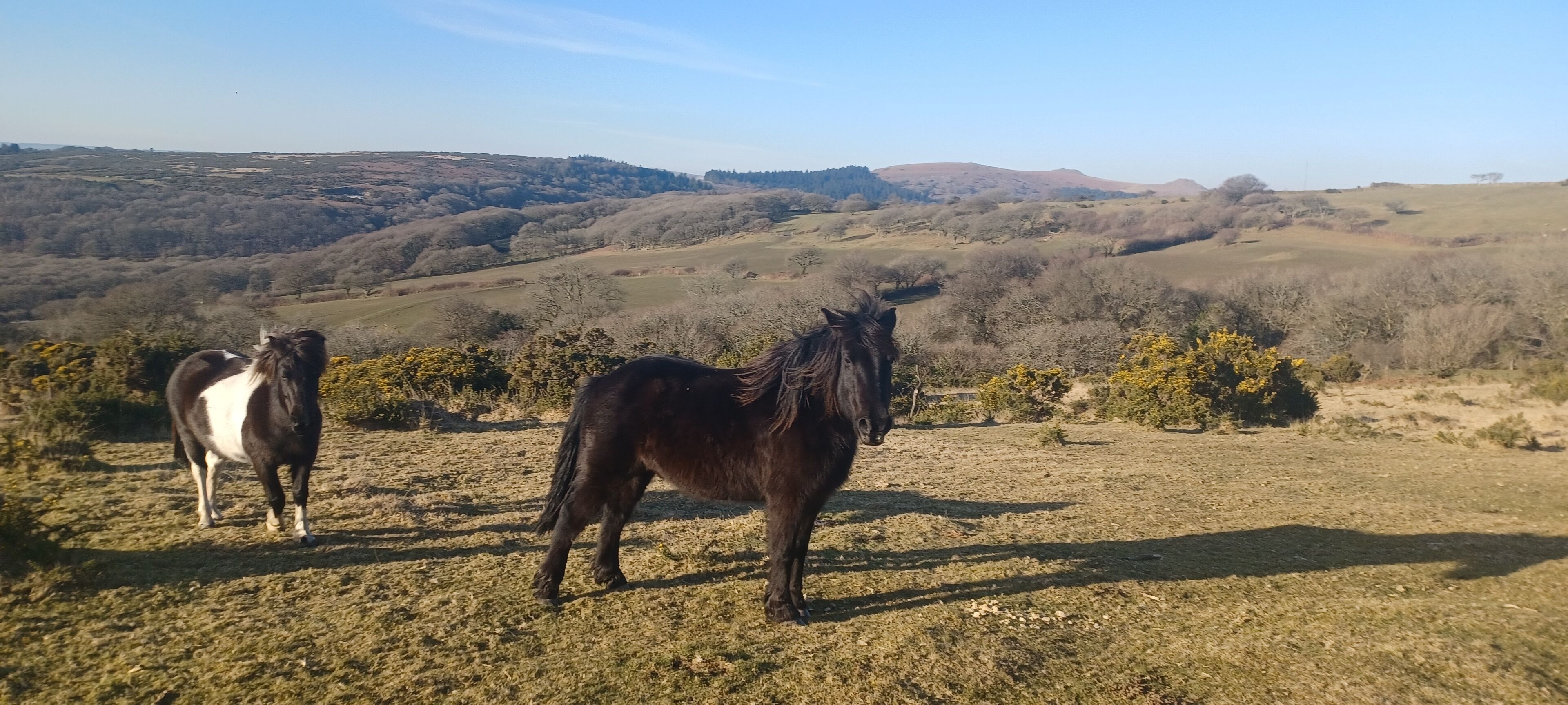 Dos caballos en una colina cubierta de hierba, con una vista panorámica de colinas onduladas y árboles al fondo.
