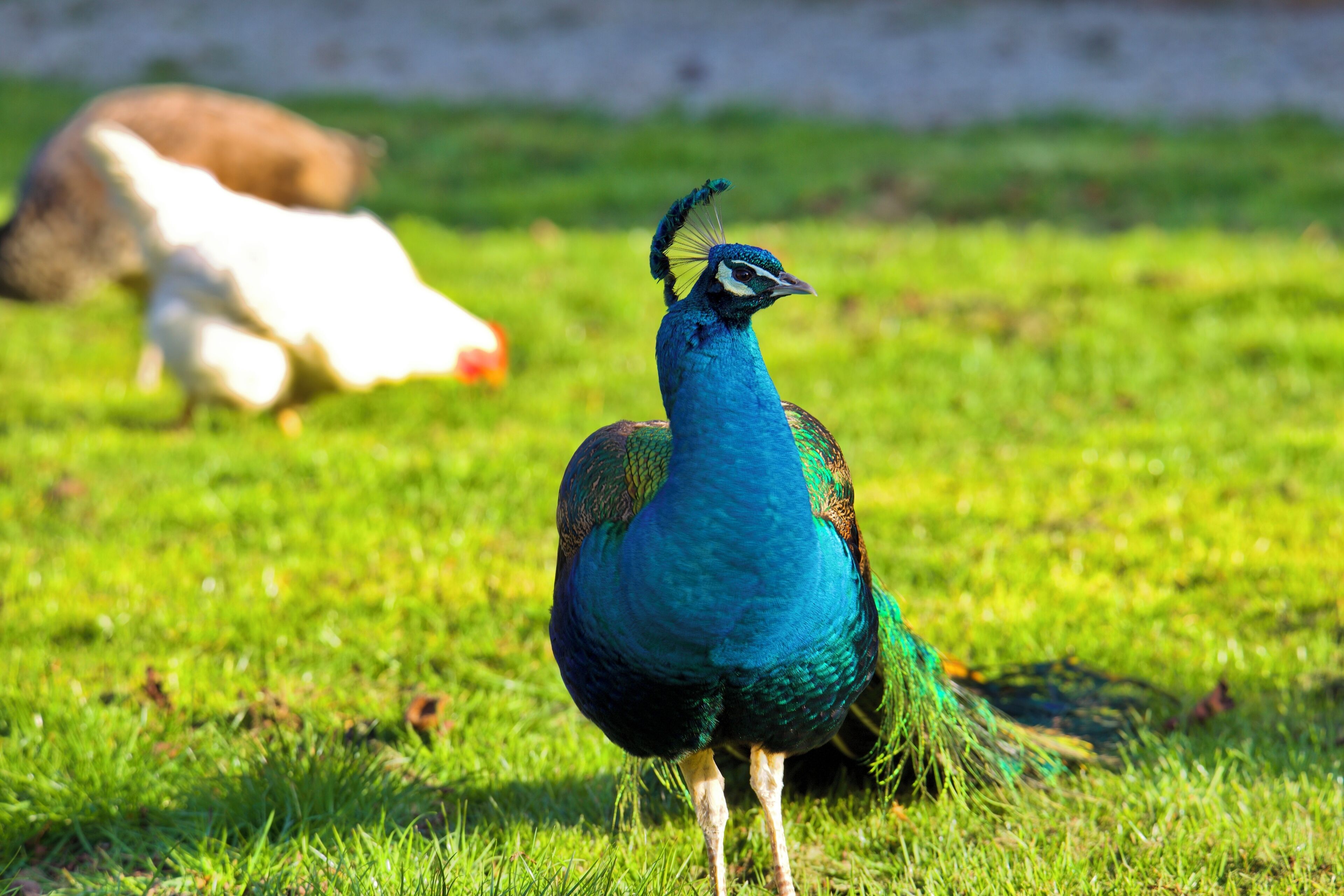 Un pavo real de pie sobre hierba, con un fondo desenfocado.