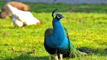 Un pavo real de pie sobre hierba, con un fondo desenfocado.