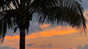 A sunset over the ocean with a palm tree in the foreground. - Estudio Cozumel A3 (Cozumel)