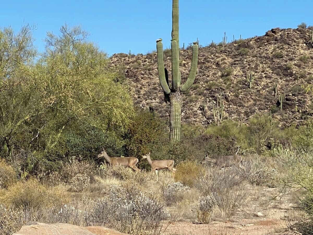 A desert landscape with a cactus and two deer.