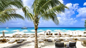 Una playa con tumbonas, sombrillas y una palmera.