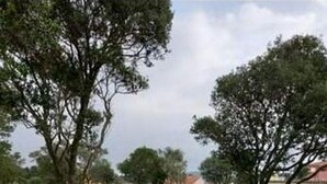 Un champ herbeux avec quelques arbres et un bâtiment situé au loin.