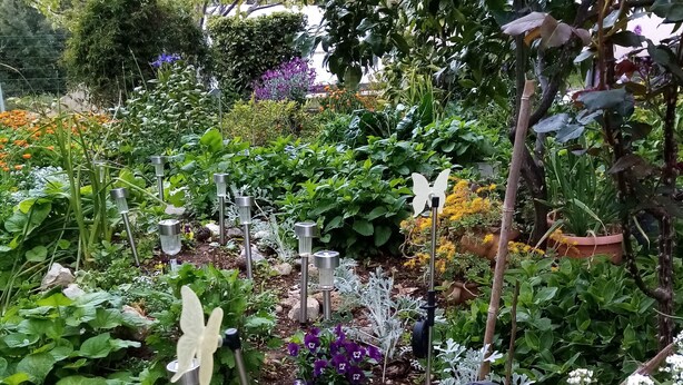 A garden with various plants and flowers, including white and purple blooms, and several solar-powered garden lights.