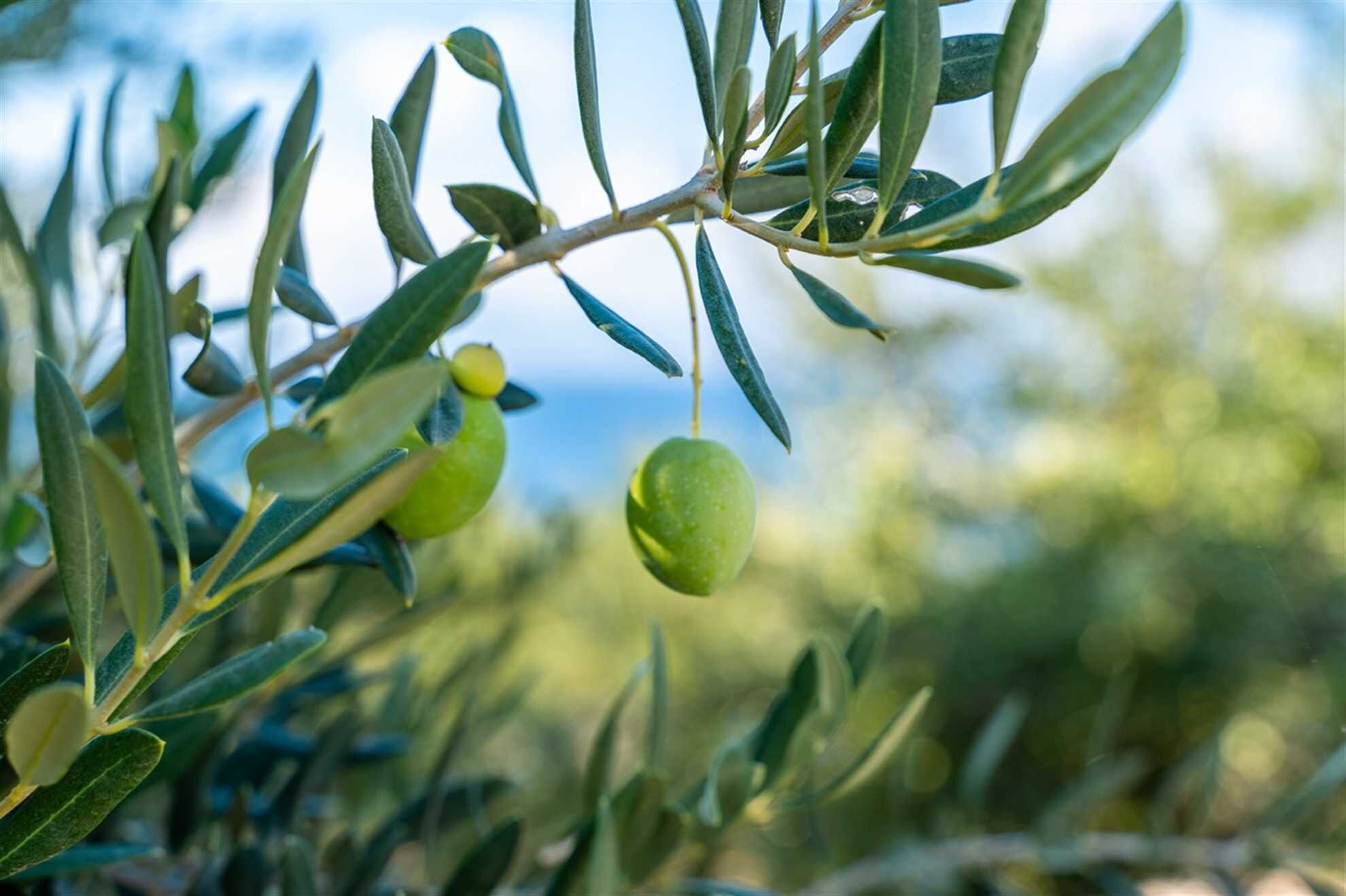 Un gros plan de branches d’olivier avec des olives vertes.