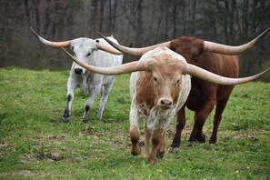 A herd of cattle with large horns in a grassy field.