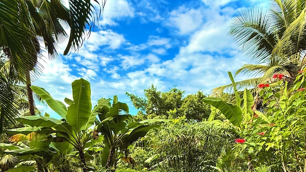 2 outdoor pools, open 8:30 AM to 8:00 PM, sun loungers - Habitation Caféière Samana Beauséjour (Pointe-Noire)