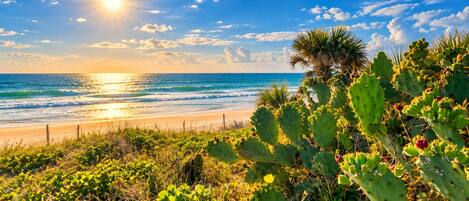 A beach with a cactus and ocean view.