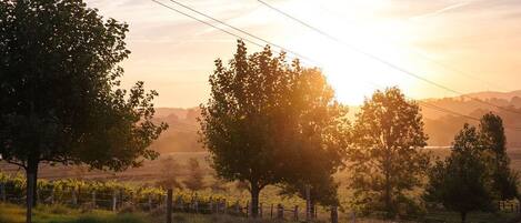 A vineyard with rows of grapevines and trees in the foreground.