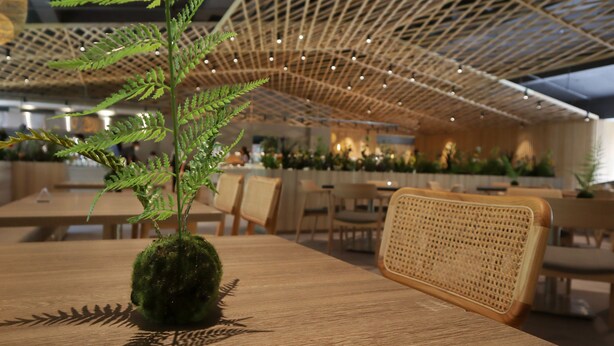 Un comedor con una mesa de madera, una silla tejida y una planta de helecho sobre la mesa.
