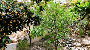 Un jardin avec différentes sortes de plantes et un mur en pierre.