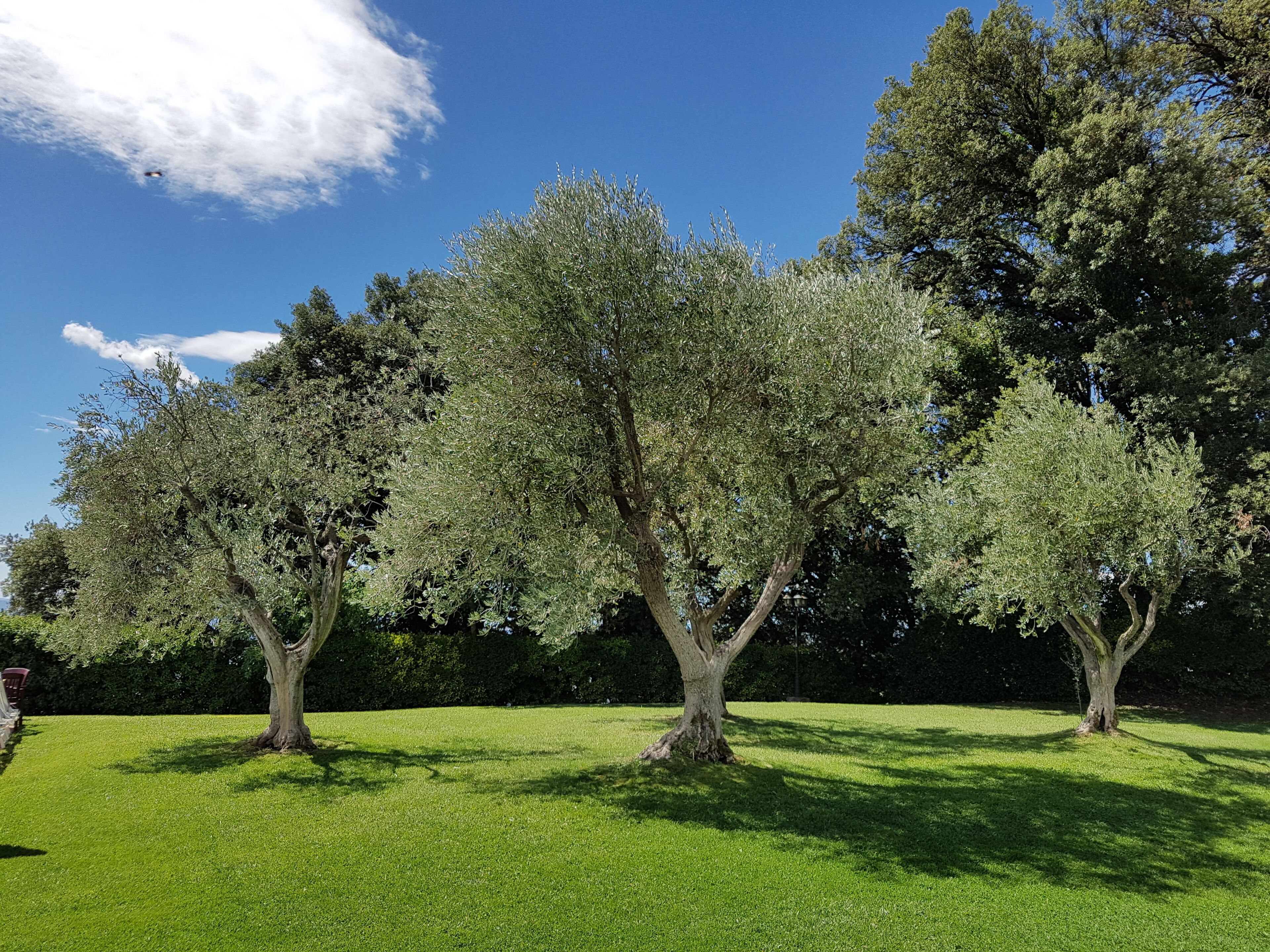 A park with three trees and a clear blue sky.