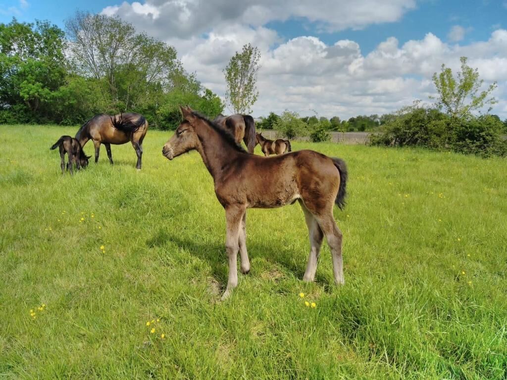 Un camp verd amb cavalls.