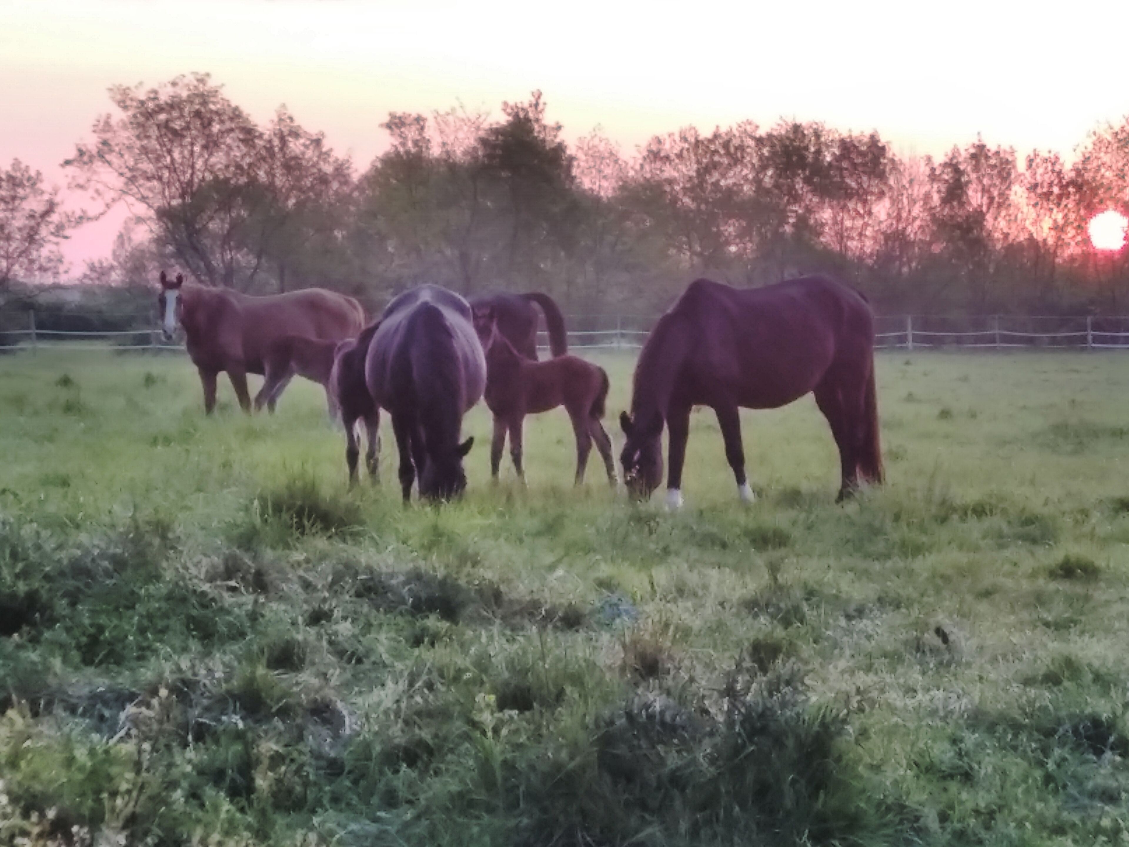 A group of horses grazing in a field with a fence in the background.