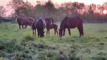 A group of horses grazing in a field with a fence in the background.