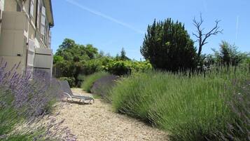 Un sendero de grava bordeado por altas plantas de lavanda que conduce a un edificio con fachada blanca y múltiples ventanas.