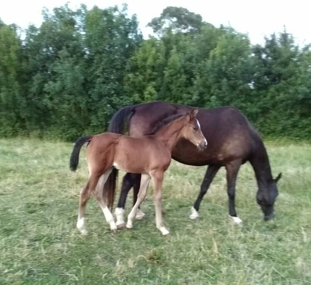 A horse and a foal in a grassy field with trees in the background.