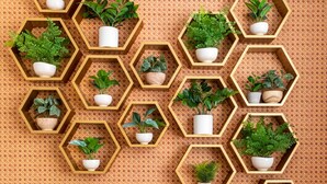 Un mur doté de plusieurs étagères hexagonales, chacune contenant une plante en pot.