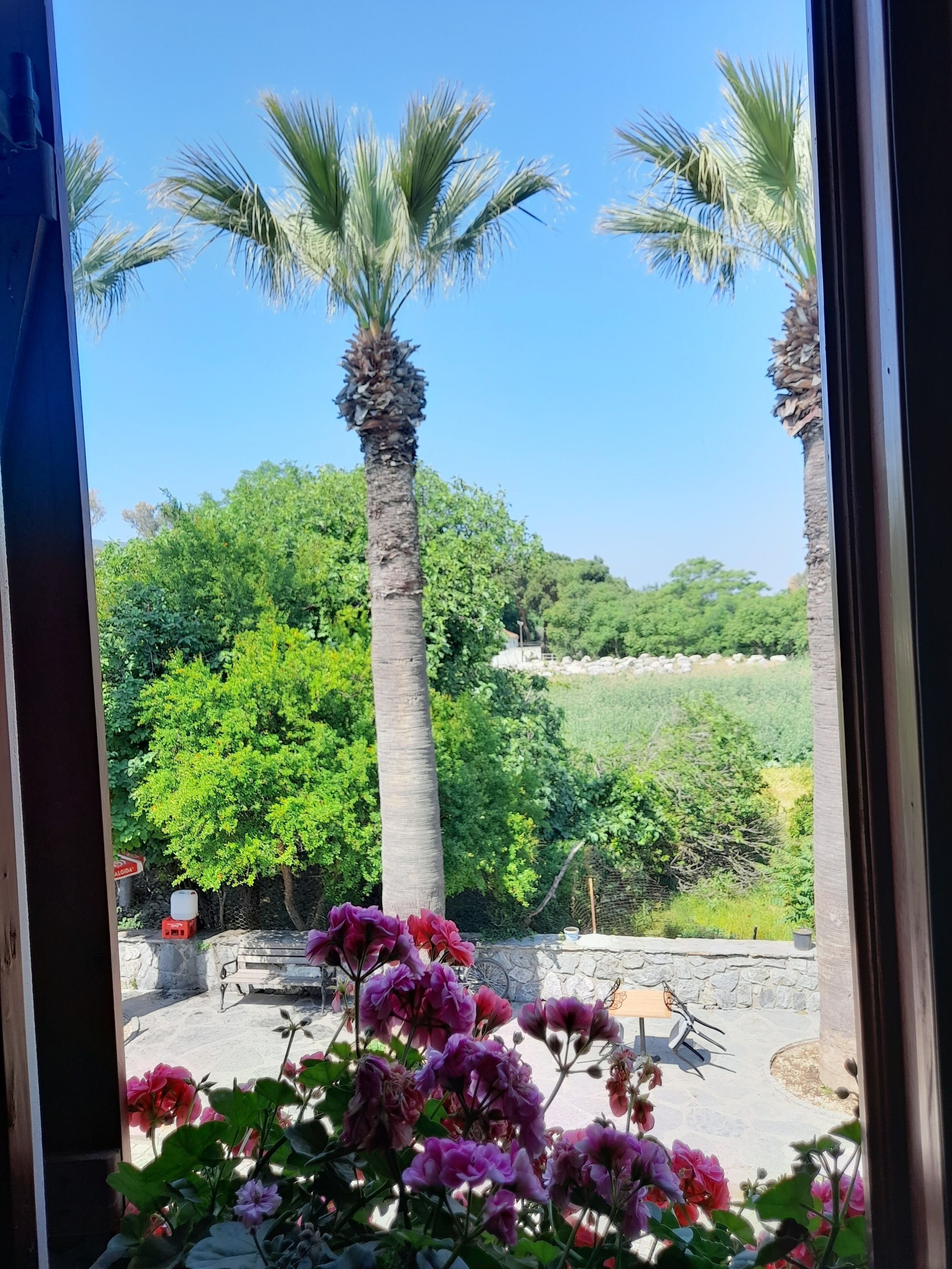 Blick durch ein Fenster auf eine Steinsäule, Palmen und einen Garten mit rosa Blumen.