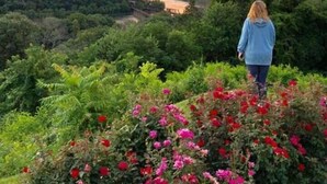 A person standing on a hill overlooking a valley with a sunset. - The Cardinal Suite at Harpers Ferry Guest House (Harpers Ferry)