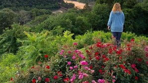 Una persona de pie en una colina con vista a un valle, con un atardecer al fondo.