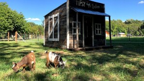 A wooden building with a sign reading "TIPSY Saloon" in a grassy area with two dogs.