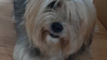 Een hond ligt op een houten vloer.