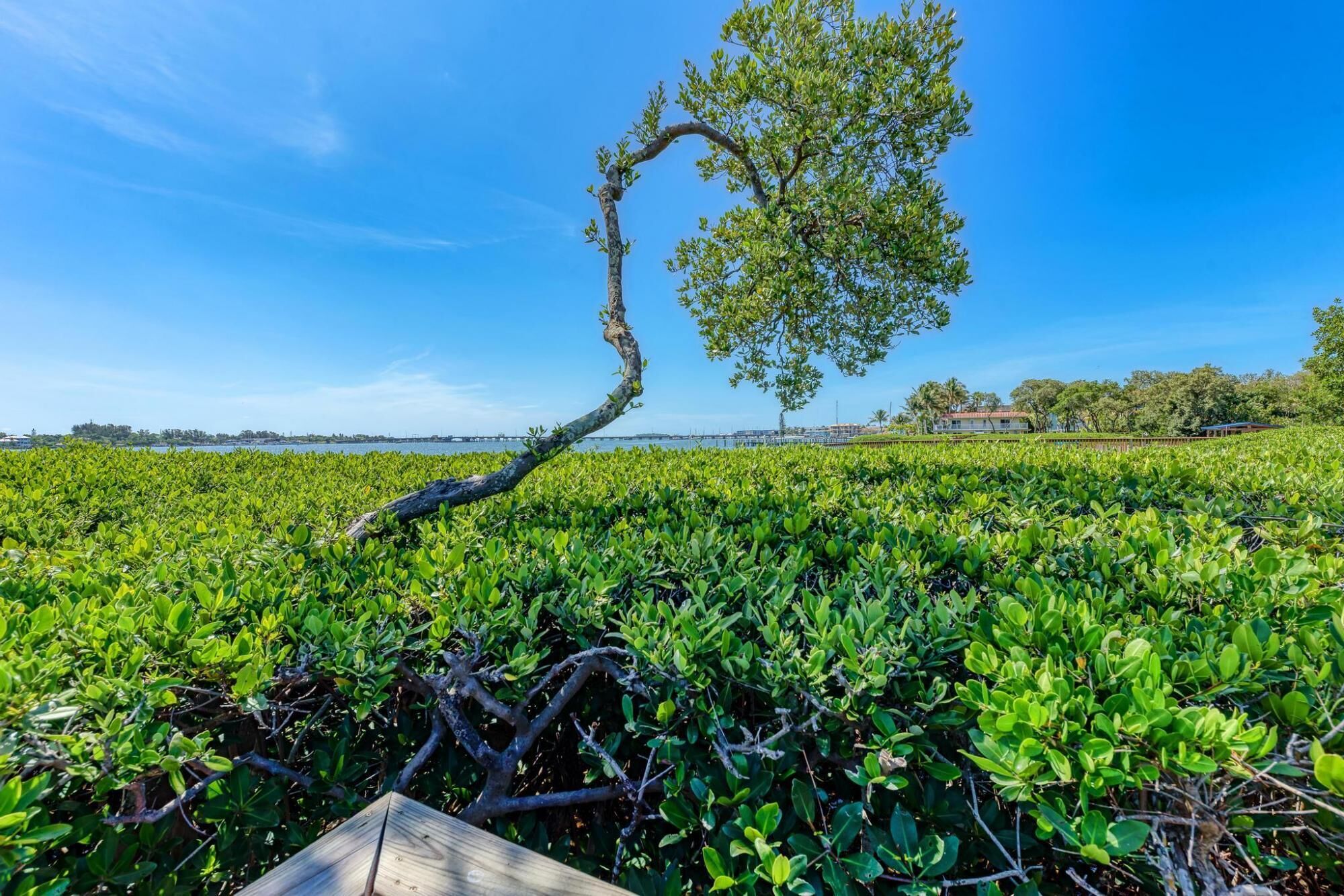 A coastal landscape with a prominent leaning tree, lush greenery, and a distant view of a coastal town.