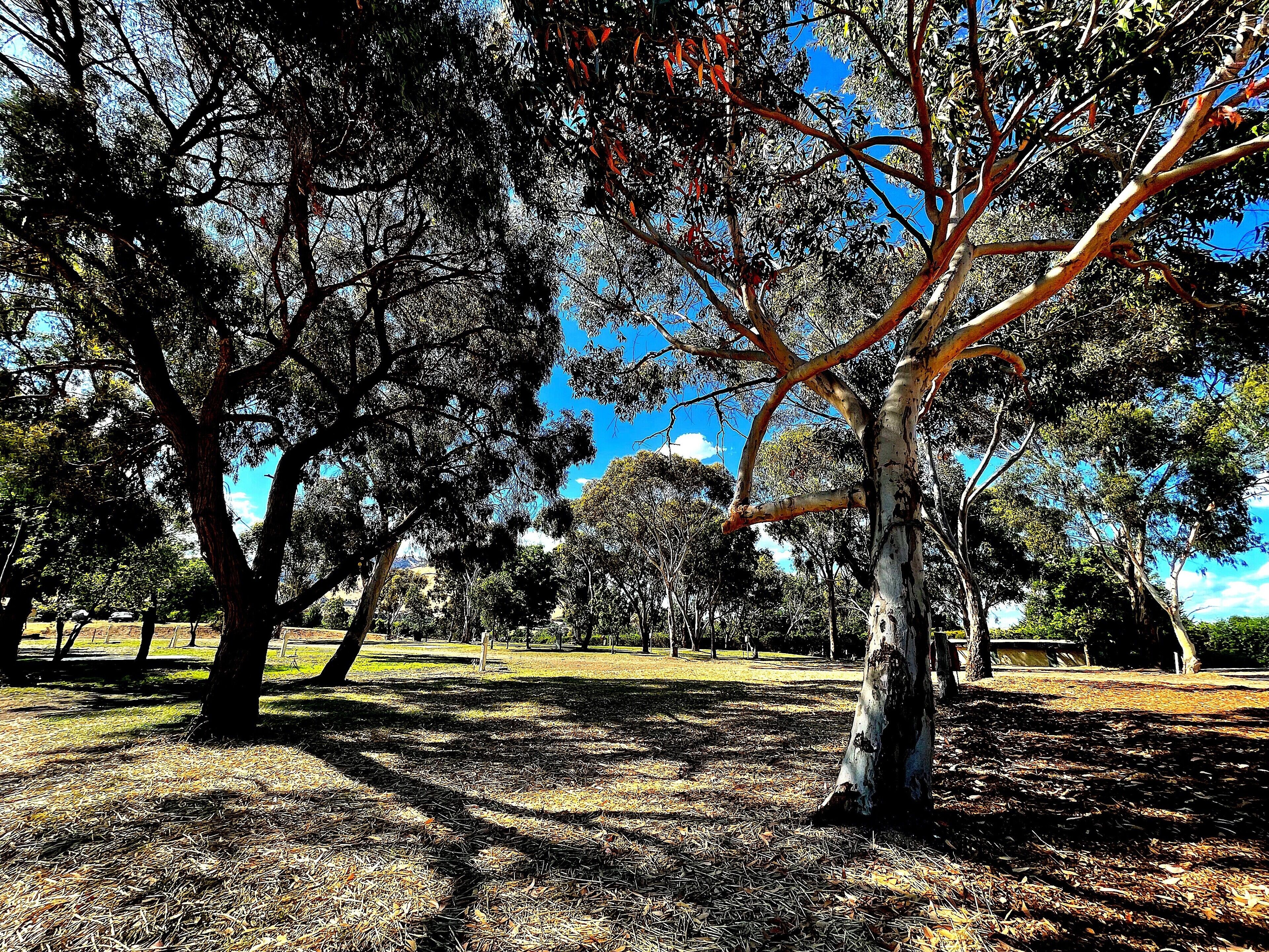 A park with trees and a clear blue sky.
