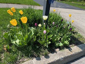 Beautiful flowers bloom in a well-maintained garden bed, surrounded by a paved walkway.