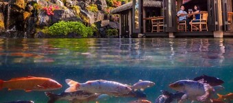 Tropical Rendezvous Suite - Luxury Studio in tropical gardens with koi ponds.