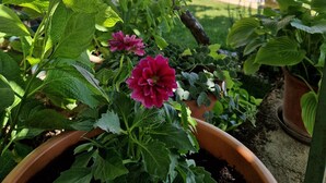A potted plant with green leaves and pink flowers in a garden area. - Luxury villa with private swimming pool (Zmijavci)